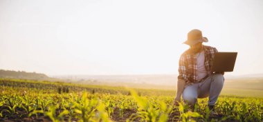 Bearded agronomist crouching in corn field using laptop for analysis during golden hour sunset