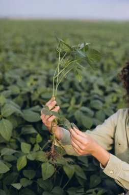 Female agronomist examining the roots and leaves of a soybean plant in a field, performing quality control and growth analysis