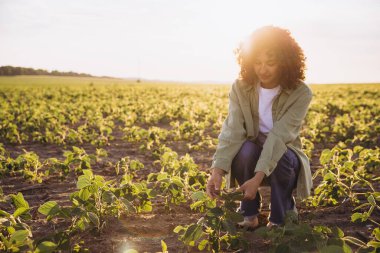 Young agronomist woman crouching in a soybean field at sunset, inspecting the growth of the plants