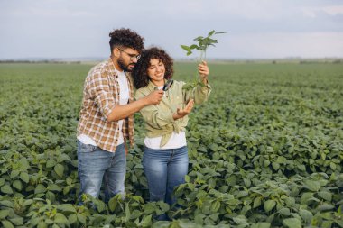 Two agronomists, a man and a woman, are examining a soybean plant in a field using a magnifying glass, demonstrating their expertise in agriculture