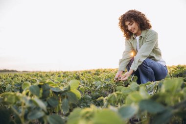 Young agronomist with curly hair inspecting soybean plants in a cultivated field during a picturesque sunset, focused on crop quality