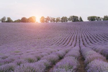 Güneşin doğuşunun sıcacık parıltısı altında serpilen canlı lavanta ağaçları doğal güzellik ve sükunetin nefes kesici bir manzarasını yaratıyor.