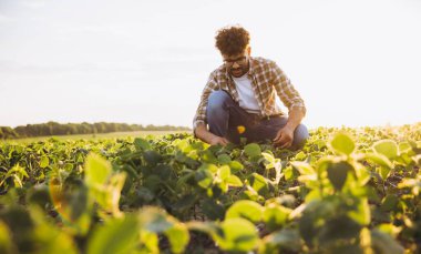 Agronomist crouching in a soybean field, carefully examining crops during the enchanting golden hour, highlighting sustainable agricultural practices