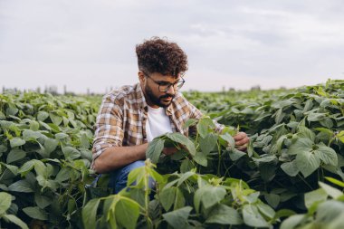 Young agronomist inspecting soybean plants for signs of growth and disease in a rural agricultural field during the summer season
