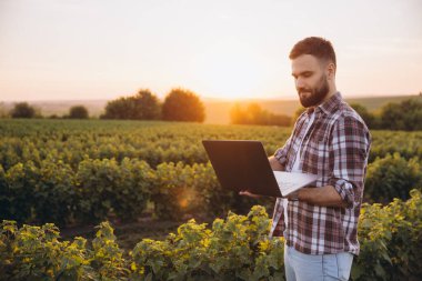 Bearded agronomist using laptop while inspecting currant field at sunset, implementing modern technology in agriculture