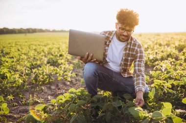 Young agronomist analyzing soybean plants and holding a laptop in a cultivated field, implementing innovative agricultural techniques for enhanced crop growth