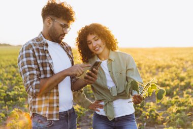 Two agronomists analyzing data on a smartphone while inspecting crops in a soybean field at sunset