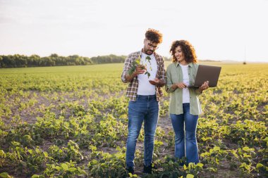 Two agronomists are examining a soybean plant and using a laptop in a field, performing quality control of the crops