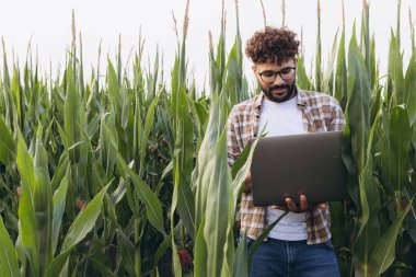 Agronomist using laptop standing in corn plantation, checking quality and growth of the plants