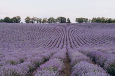 Canlı lavanta çiçekleri ufka doğru uzanıyor. Huzur ve doğal güzelliğin resimsel bir sahnesini oluşturuyor.