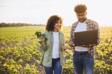 Two agronomists walking and discussing about a soybean plant while using a laptop in a cultivated field at sunset