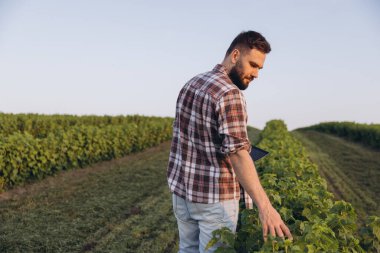 Bearded agronomist walking through a lush currant field, inspecting crops while utilizing a tablet for data analysis and monitoring