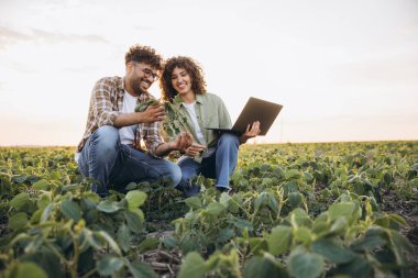Two smiling agronomists are squatting in a soybean field, examining a plant and using a laptop during a sunny day