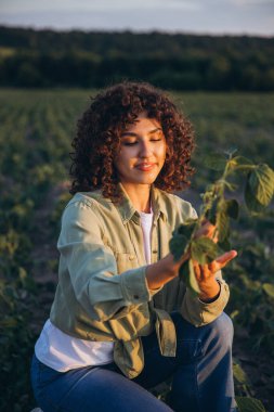 Curly haired female agronomist inspecting cultivated soybean plants while enjoying the warm glow of sunset over the field
