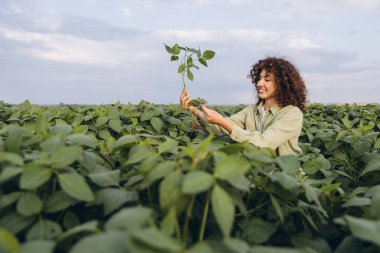 Curly haired agronomist examining soybean plant in a cultivated field, checking crops for growth and diseases
