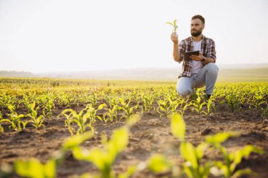 Agronomist crouching in a corn field, holding a seedling and a digital tablet, performing crop analysis at sunset