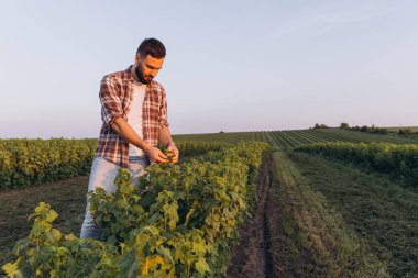 Young agronomist checking currant bushes in a large agricultural field at sunset, ensuring healthy growth and quality production