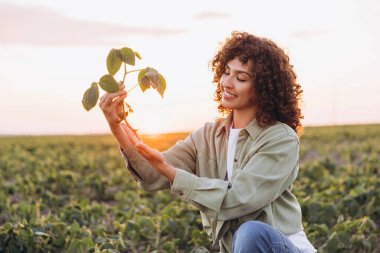 Smiling agronomist holding and examining a vibrant soybean plant at sunset, surrounded by a lush, cultivated field