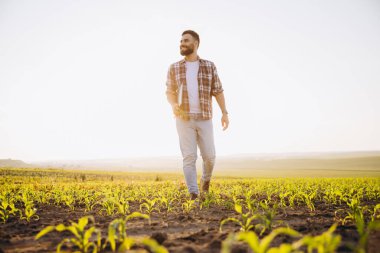 Agronomist walking through a corn field at sunset, holding a laptop and checking the growth of plants, embracing modern agricultural practices