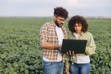 Interracial team of agronomists collaborating while using a laptop to analyze data and examine plants in a vibrant soybean field