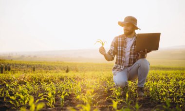 Bearded agronomist analyzing corn seedling growth using laptop in cultivated field, illuminated by golden sunset light