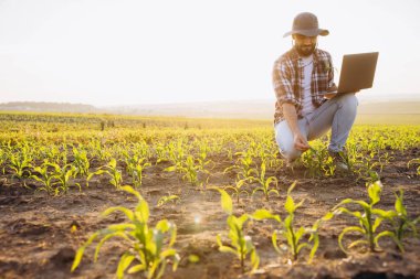 Bearded agronomist crouching in a cornfield at sunset, using a laptop to analyze and inspect crops while enjoying the serene outdoors