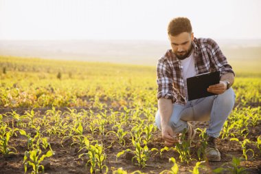 Bearded agronomist crouching in a corn field at sunset, examining plants and taking notes on a clipboard, ensuring healthy crop development