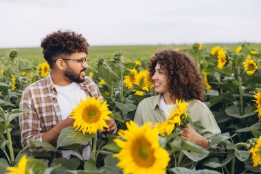 Two agronomists are examining sunflowers growing in a field, discussing their growth and health