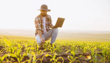 Bearded farmer analyzing corn plant growth using laptop in field at sunset, showcasing agricultural technology and crop monitoring