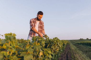 Bearded agronomist checking the health of currant plants in a large field, ensuring a successful harvest
