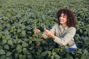 Agronomist examining soybean plants in a cultivated field, assessing crop growth and health to ensure optimal farming practices