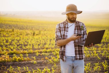 Bearded agronomist wearing a hat, using a laptop and smartphone while standing in a corn field during a beautiful sunset