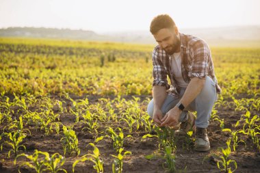 Bearded agronomist crouching in a corn field, closely examining plant growth while enjoying the warm hues of sunset in the countryside