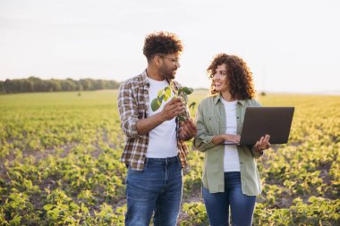 Two agronomists analyzing a soybean plant and using a laptop for data collection in a cultivated field