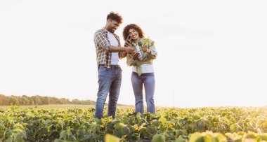 Two cheerful agronomists are using a smartphone app and examining the harvest in a soybean field