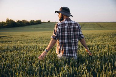 Bearded agronomist wearing a checkered shirt and a bucket hat is walking and checking wheat ears in a large green field at sunset