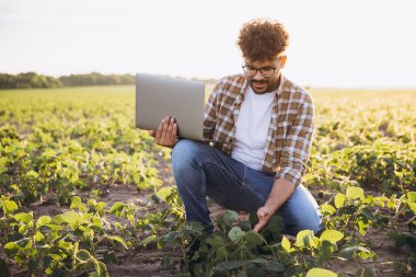 Young agronomist analyzing soybean plants while working on a laptop in a cultivated field during a picturesque sunset