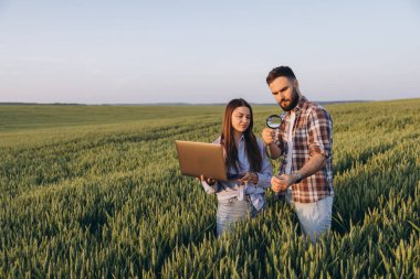 Two agronomists analyzing wheat ears with magnifying glass and laptop, performing quality control in a vast green field