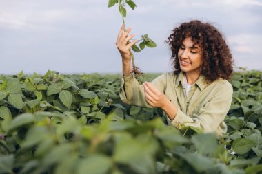 Agronomist examining soybean plant roots in cultivated field, ensuring healthy growth and maximizing crop yields