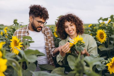 Two agronomists working together in a vibrant sunflower field, examining plants closely and sharing smiles under the sunny sky