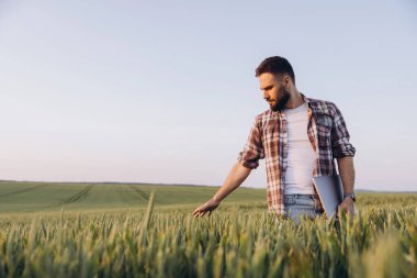Agronomist touching wheat ears in a field at sunset, holding a laptop and examining data to ensure quality crop growth and sustainability