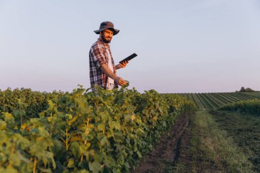 Bearded agronomist using tablet and inspecting currant plants in cultivated field, innovative agriculture and smart farming concept