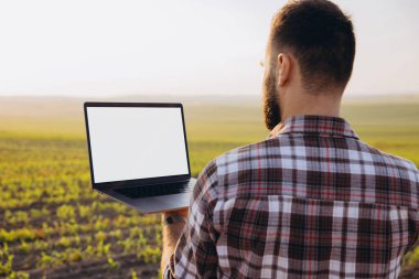 Agronomist using laptop with blank mockup screen in corn field at sunset, inspecting plantation