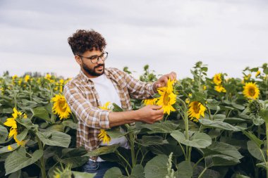 Agronomist inspecting sunflowers in a vibrant field, promoting healthy growth and maximizing yields for a successful harvest