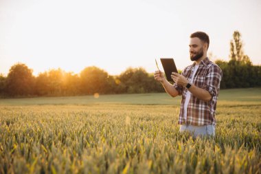 Bearded agronomist examining a wheat ear with a tablet in a field at sunset, showcasing agricultural technology and expertise
