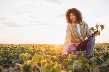 Young agronomist woman holding and carefully inspecting soybean plants at sunset in a cultivated field, showcasing dedication to sustainable farming