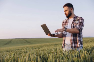 Bearded agronomist using laptop and analyzing wheat stalks in cultivated field during a sunny summer day