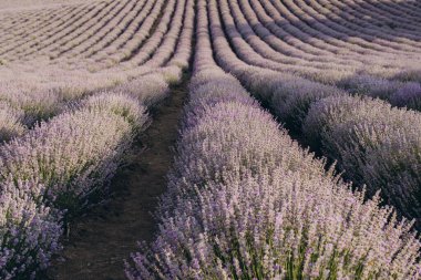 Rows of lavender stretching as far as the eye can see, creating a breathtaking purple landscape