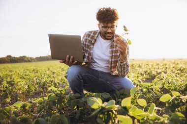 Young agronomist analyzing soybean plant holding laptop, examining growth and development in cultivated field