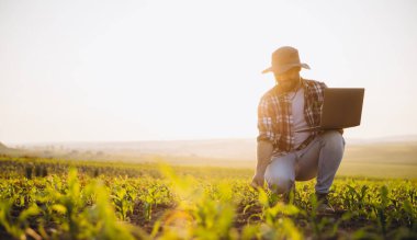 Bearded farmer analyzing corn plants using computer in cultivated field at sunset, embracing agricultural technology for efficient crop management